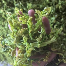 脱水花菜，厂家直发，大量有货，欢迎各位老板咨询采购