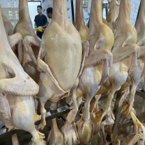 桂宏农业出售木鸭（一点头）白条，价格7元/斤，量大还能少