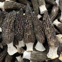 产地2025年新羊肚菌干货厚肉干羊肚菌干货一斤起发货