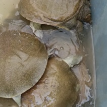 甲鱼