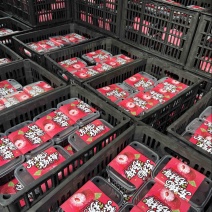 浙江精品东魁杨梅大量接单接代发接团购/超市直供/价格便宜