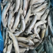 多春鱼质量好厂家新货长期有货可以视频看货