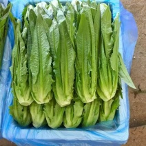 云南精品油麦菜