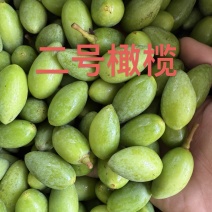 广东二号青橄榄