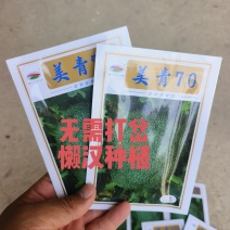 美青70西兰花种耐寒性强小米粒懒汉式管理，无需打岔产量高