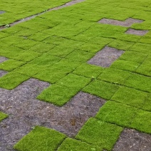 人工种植小灰藓