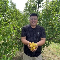 【电商批量代发】山东烟台原产地荷兰香杏香甜多汁实力供应商