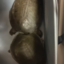 甲鱼