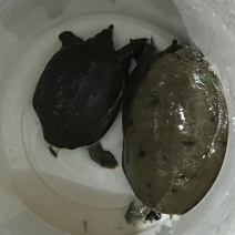 甲鱼一大一小河沟货哦活跃度超高