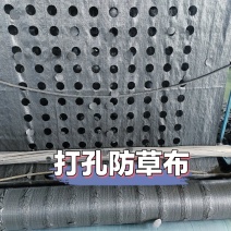 打孔防草布，除草布pe除草布，盖草布果园茶园防草布厂家供货