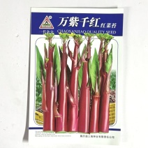 万紫千红红菜苔种子红菜心洪山菜苔种籽耐寒抗病中早熟菜薹种