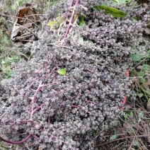 通草种子大量出售，基地直发，当季种子