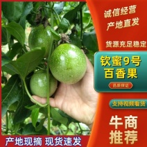 海南钦蜜九号黄金百香果，甜过初恋，又大又靓，园子货可分级