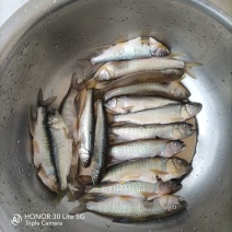 鲜活马口鱼