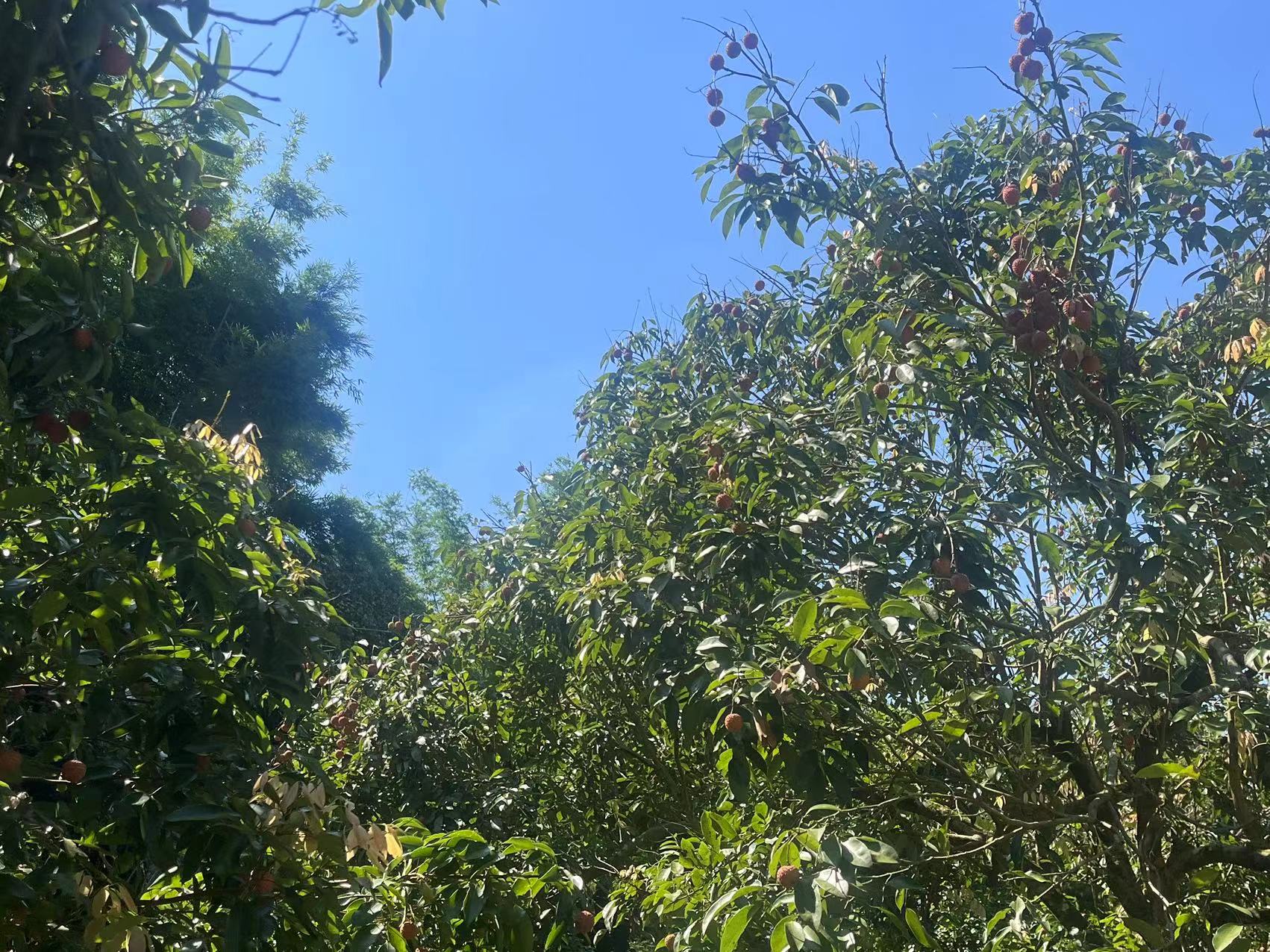桂味荔枝果园实景