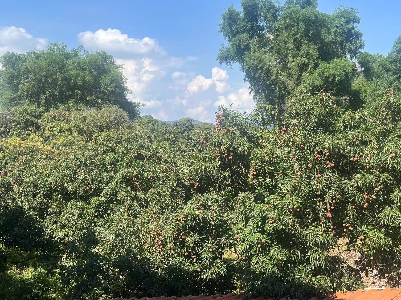 阳光下的桂味荔枝果园,枝繁叶茂,果实累累,呈现出丰收的景象 桂味荔枝果园