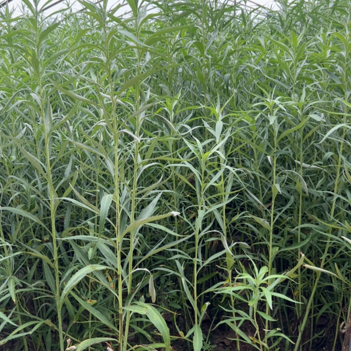 [芦篙批发]江苏宿迁沭阳县芦篙 0.20元/棵芦蒿苗藜蒿苗芦蒿香 _ 一亩田