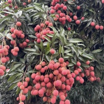 自家种植黑叶荔枝🍓现摘现发👌价格优势👍欢迎合作🤝