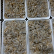辽宁东港生开鲜冻去沙去脏刺参级黄鸟贝肉（无水无冰衣）