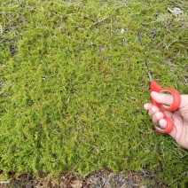 贵州新鲜苔藓