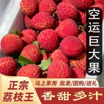 正宗广东荔枝王果园新鲜现摘荔枝当季水果巨大果荔枝