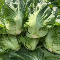 大肉包心芥菜种子中早熟包心芥菜抗病耐热耐湿春秋季播蔬菜
