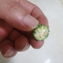 构树果