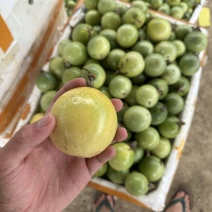 精品黄金百香果大量上市