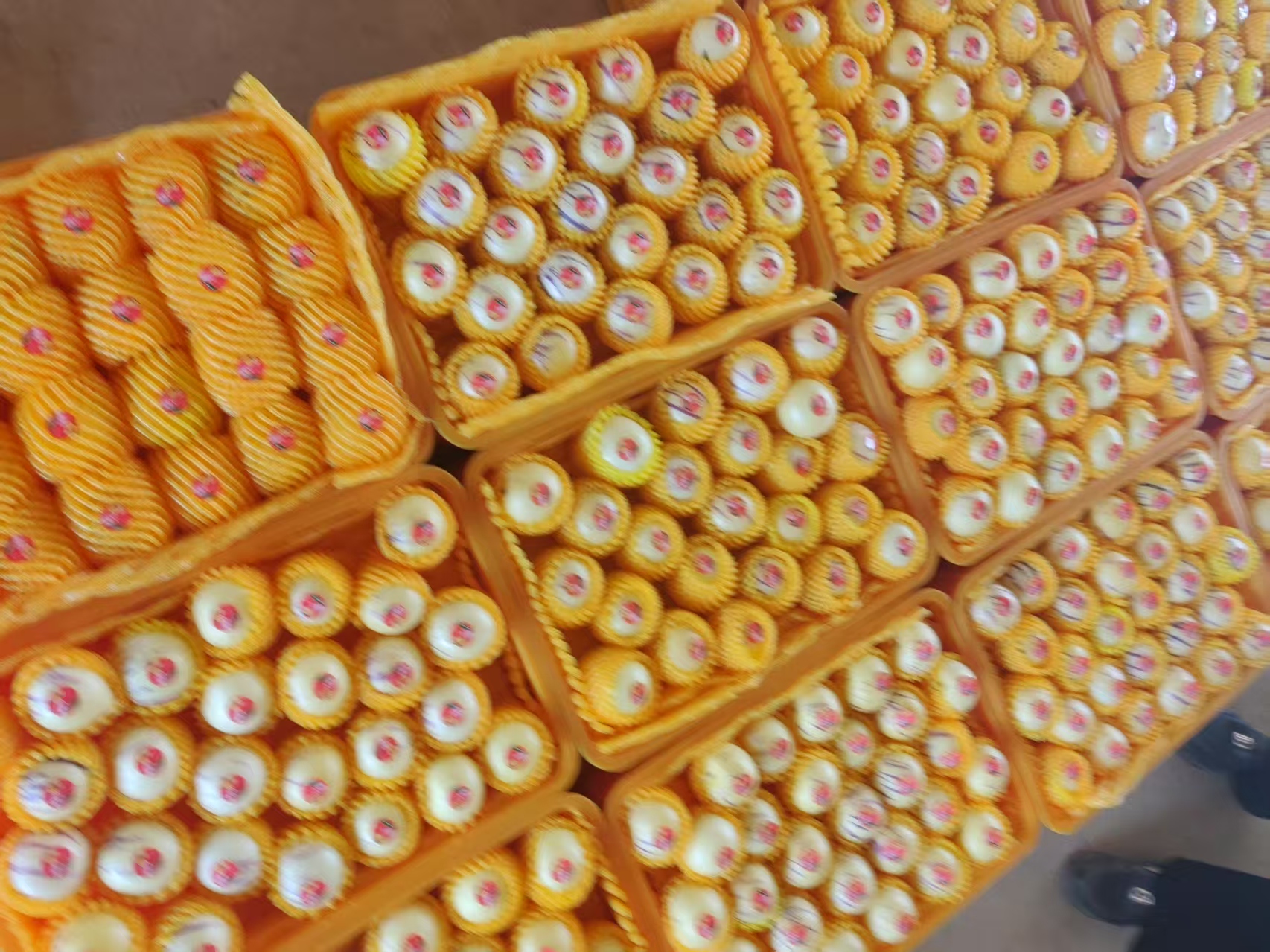 保鲜参产品与火参果共同放置在透明保鲜盒中的组合图