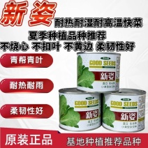 新姿耐热耐高温快菜种子不烧心不黄边柔韧性好耐雨水青帮青叶