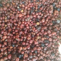 优质品种茜草籽，产量高，抗旱常年供应，不包邮
