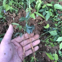 牛大力苗，小叶牛大力苗，高产牛大力苗