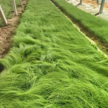 墨西哥羽毛草