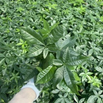 绿植发财树