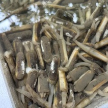 50粒一斤海蛏子欢迎采购，量大可议价