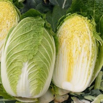 蔬月701大白菜种子黄心大白菜种籽抗病高产耐抽苔春秋播蔬