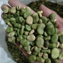 蚕豆2025年新鲜蚕豆胡豆全国发货大量供应