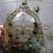 甲鱼