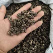 猫爪草水洗两边