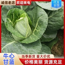 太白县牛心甘蓝大量上市产地装车量大从优诚信经营致电联系