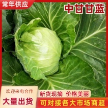 精品中甘甘蓝包菜袋装箱装品质保证一手货源量大从优