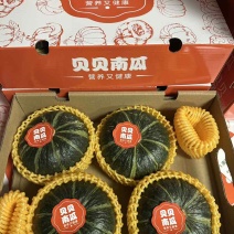 贝贝南瓜
