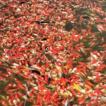可以私聊沟通