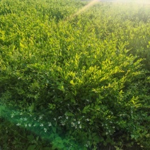 水蜡苗，女贞苗，三年生女贞树苗，精品苗。苗圃直销。