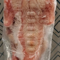 原粮白条鸽子