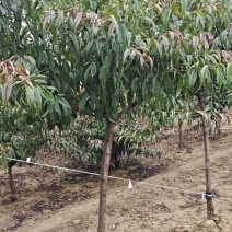 红叶碧桃米茎直茎4~5公分~12公分