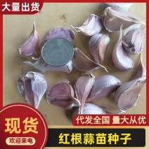 红根蒜苗种子，纯手工分瓣货源充足现货速发