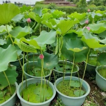 原盆原土大盆荷花盆栽带花苞发货水生植物睡莲阳台庭院池塘花