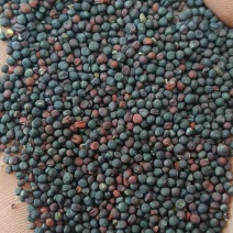 [牛]【实力】云南油菜籽/菜籽/出油率高品质好对接商超欢迎
