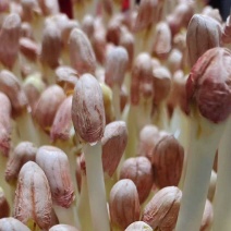 花生芽精品盒装杭州基地直供